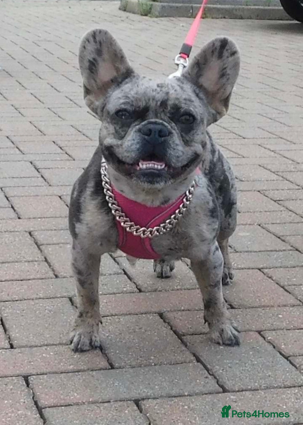 French Bulldog dogs Full fluffy male frenchie - Advert 9