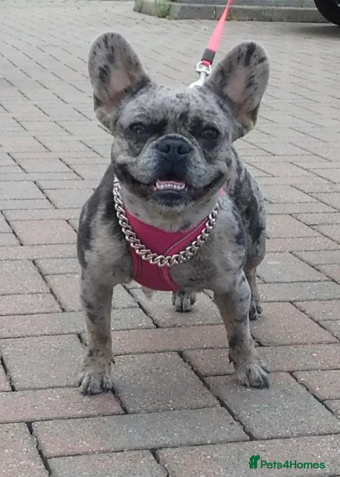 French Bulldog dogs for sale: Full fluffy male frenchie in Dunfermline - Advert 1