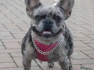 French Bulldog dogs Full fluffy male frenchie - Advert 9