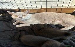 British Shorthair cats for sale: British Shorthair kittens for sale - Image 11