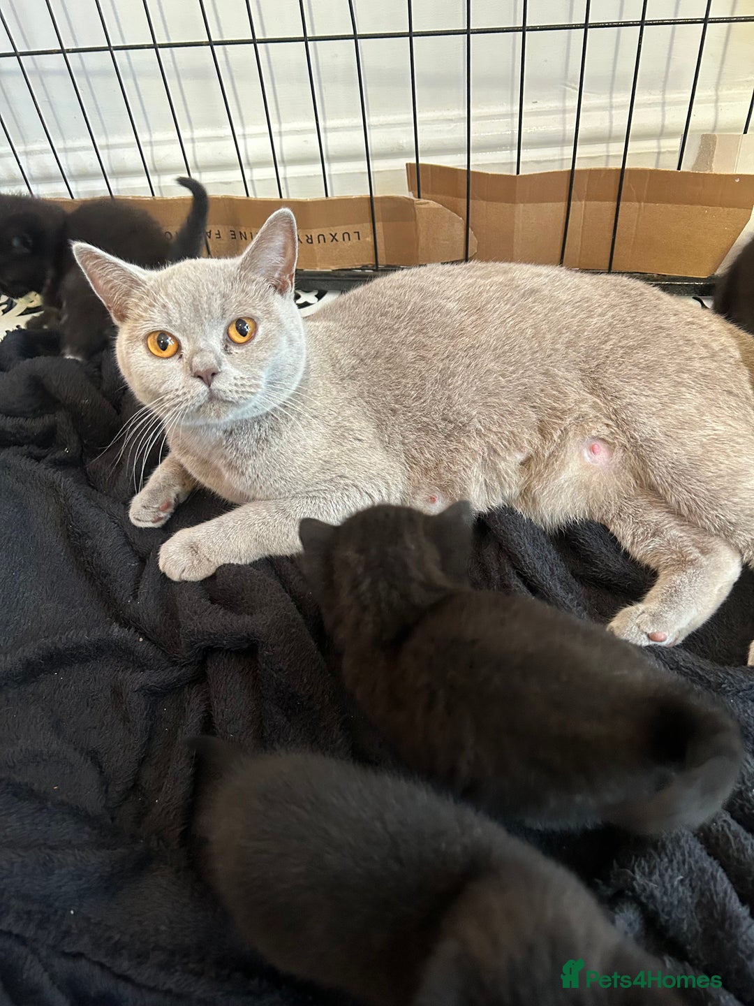 British Shorthair cats for sale: British Shorthair kittens for sale - Image 11