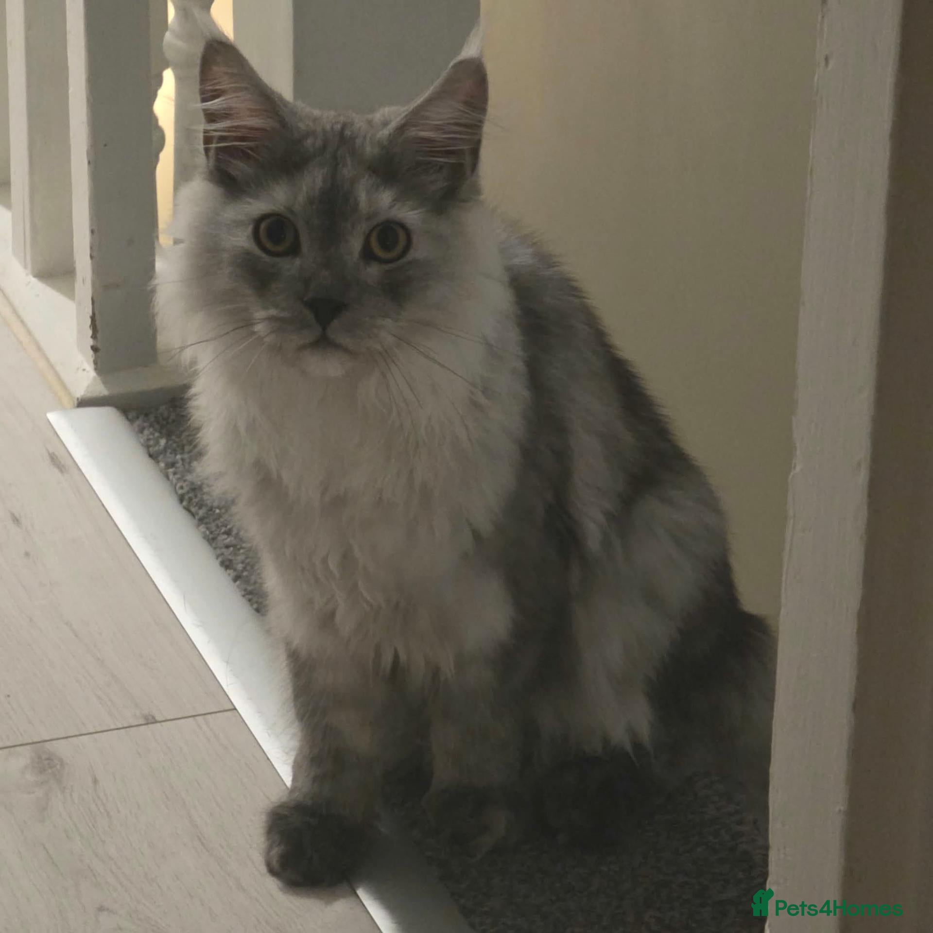 Maine Coon cats Grey smoke Male maincoon (neutered) - Advert 1