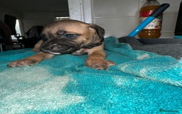 Mixed Breed dogs for sale: Cane corso X staff - Image 18