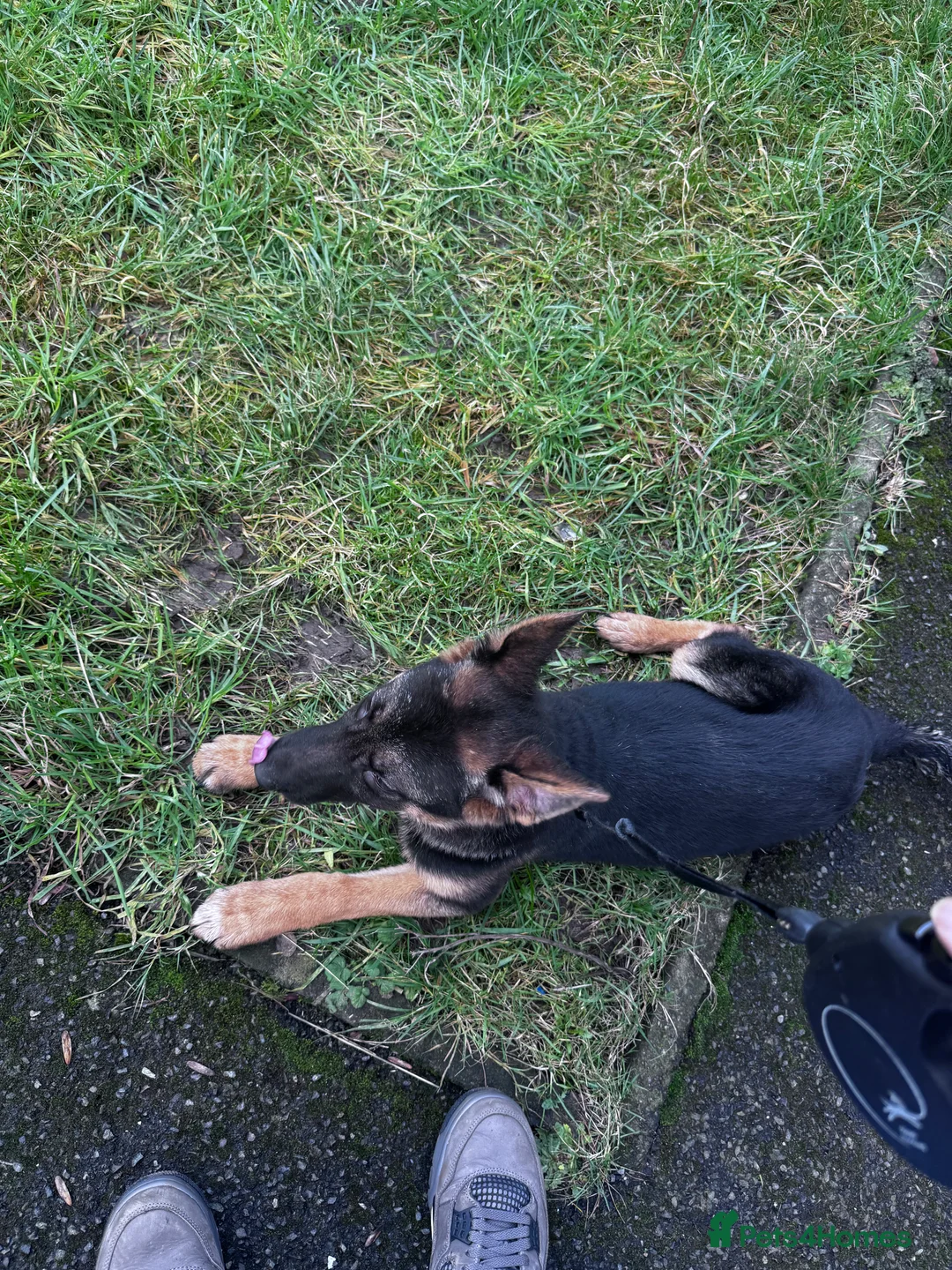 German Shepherd dogs for sale: Adorable German shepherd female 16weeks old!! - Advert 6