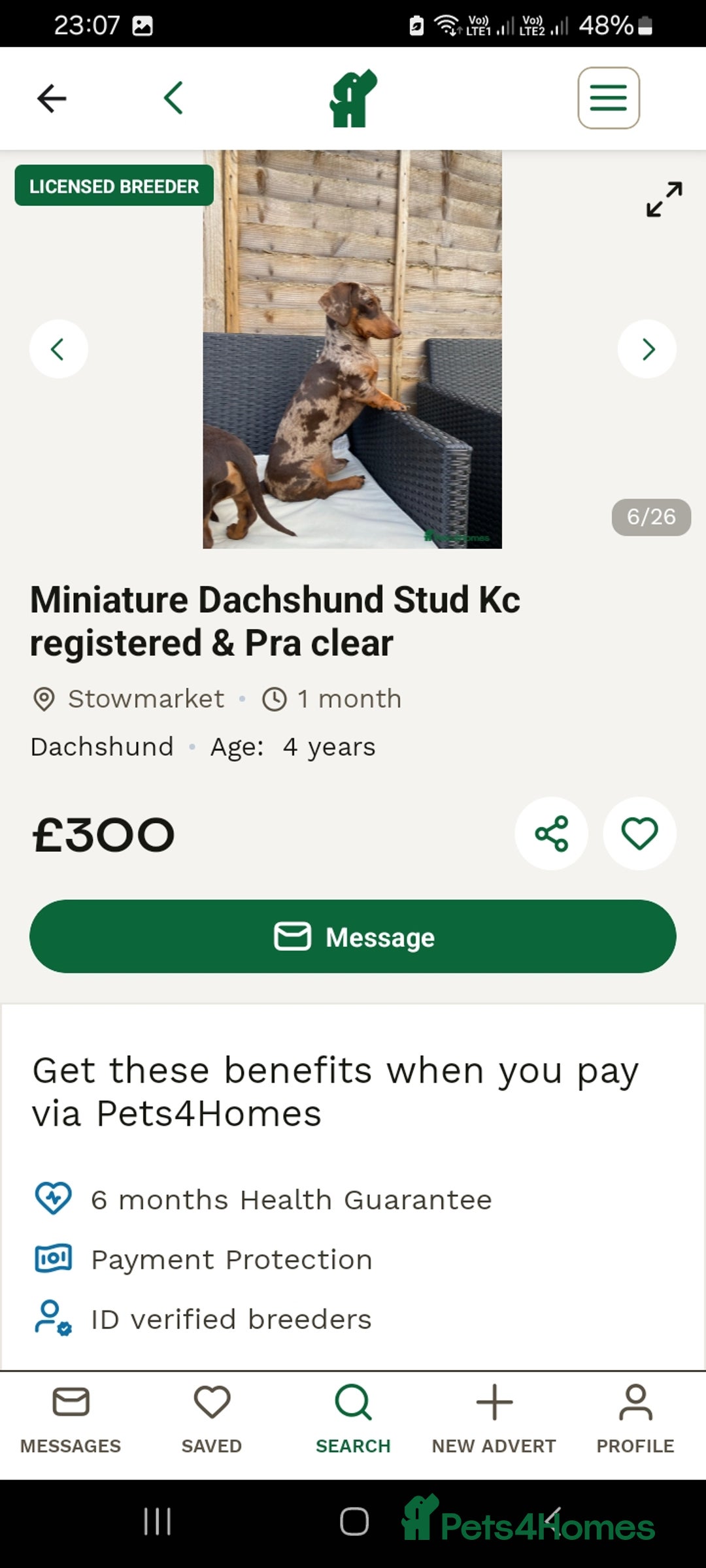 Miniature Dachshund dogs for sale: Miniature Dachshunds  in Diss - Image 20