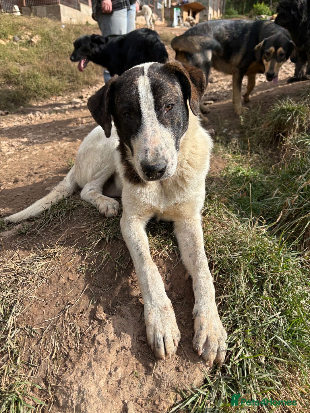 Mixed Breed dogs for adoption: MJ is looking for a family  - Advert 1