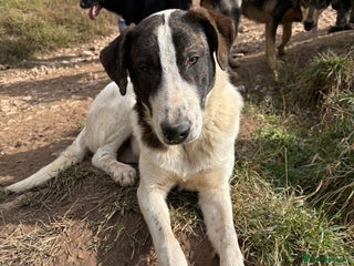 Mixed Breed dogs MJ is looking for a family - Advert 24