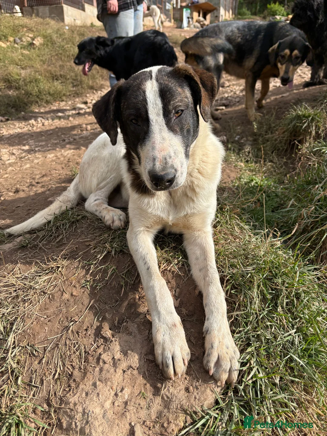 Mixed Breed dogs for adoption: MJ is looking for a family  - Advert 1