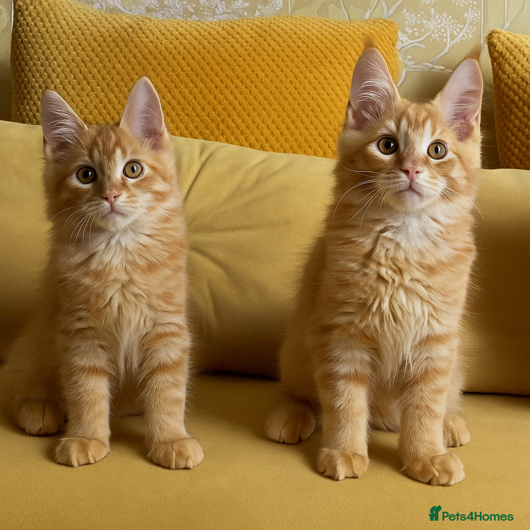 Maine Coon cats for sale: 🏡 GCCF Maine Coon Kittens – Only 1 Available  in Banbury - Image 5