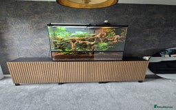Chameleon reptiles for sale: Hybrid Panther Cameleon with full set up - Image 5