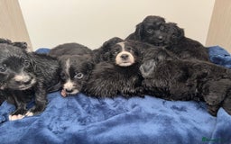 Cockapoo dogs for sale: Beautiful Cockapoo puppies!  - Image 4