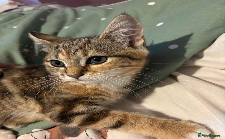 Mixed Breed cats - Advert 8