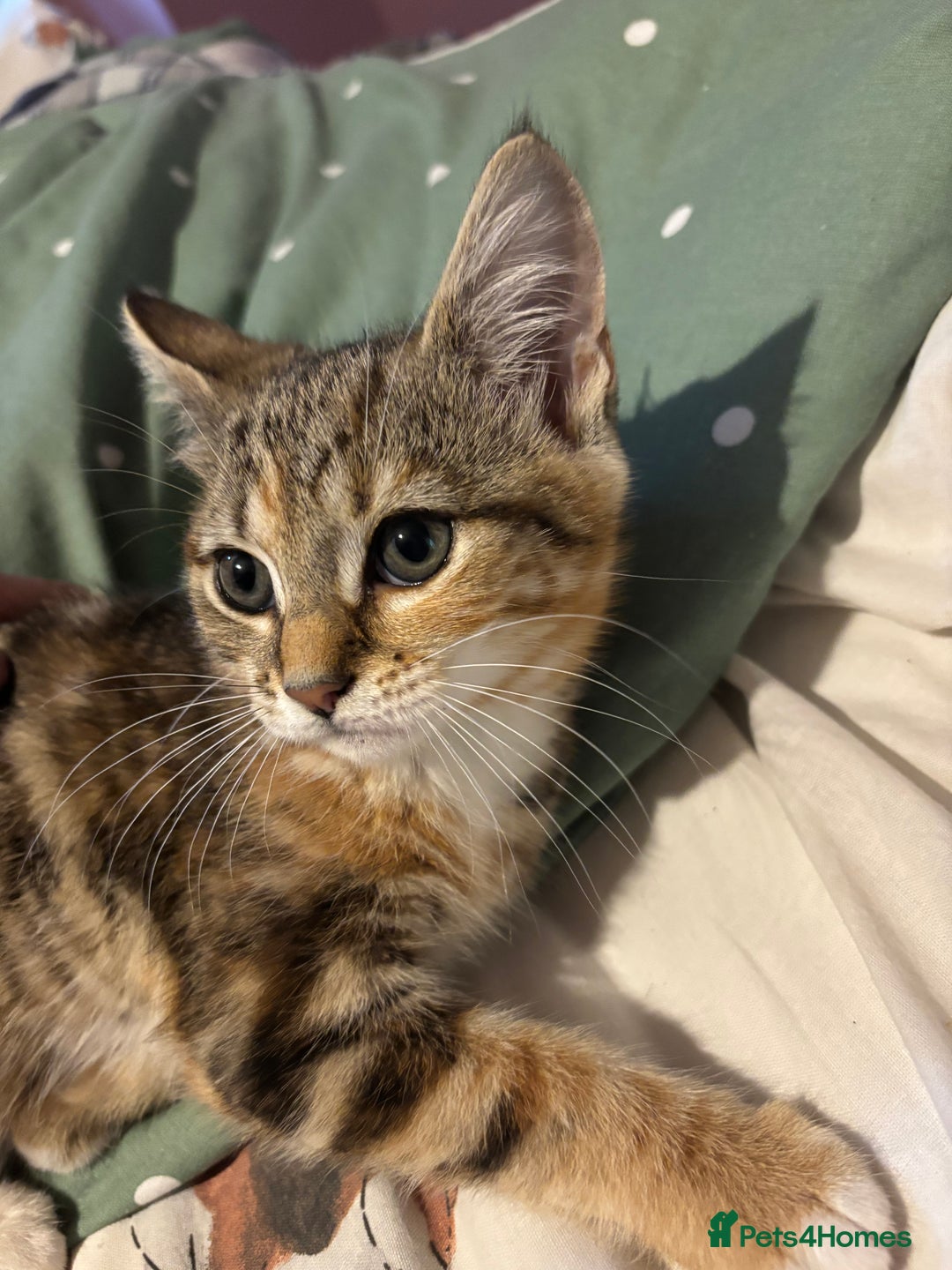 Mixed Breed cats for sale: Kitten - Image 1