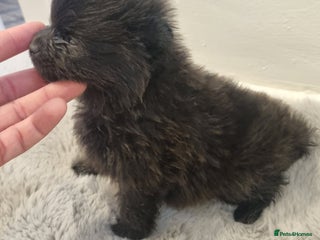 Pomeranian dogs - Advert 2