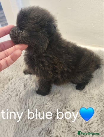 Pomeranian dogs - Advert 1