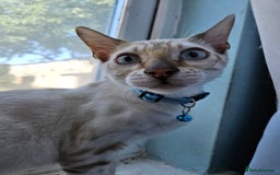 Bengal cats for sale: Snow bengal kittens for loving homes  - Image 26