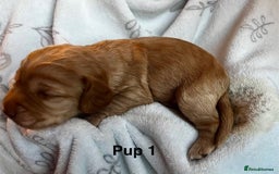 Cockapoo dogs for sale: Adorable Cocker Spaniel/Cockapoo Puppies - Image 8