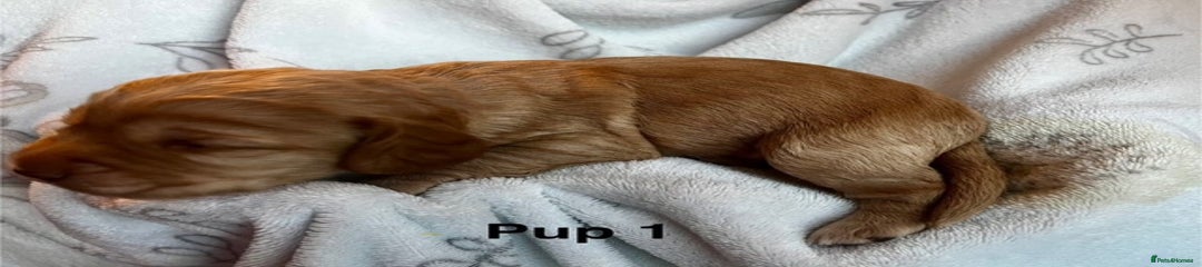 Cockapoo Puppy 1