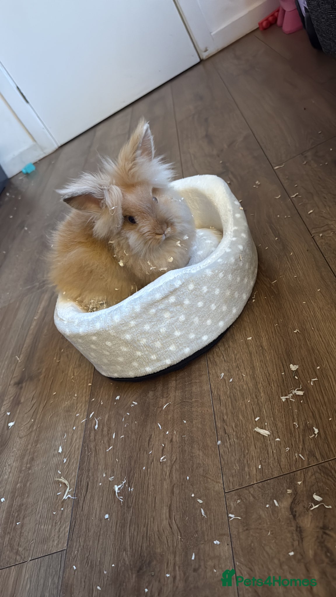 Lionhead rabbits for sale: Rabbit with full set up for sale  in Rochdale - Advert 1