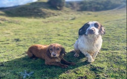 English Springer Spaniel dogs for stud: Working English springer spaniel for STUD   in Ryton - Image 11