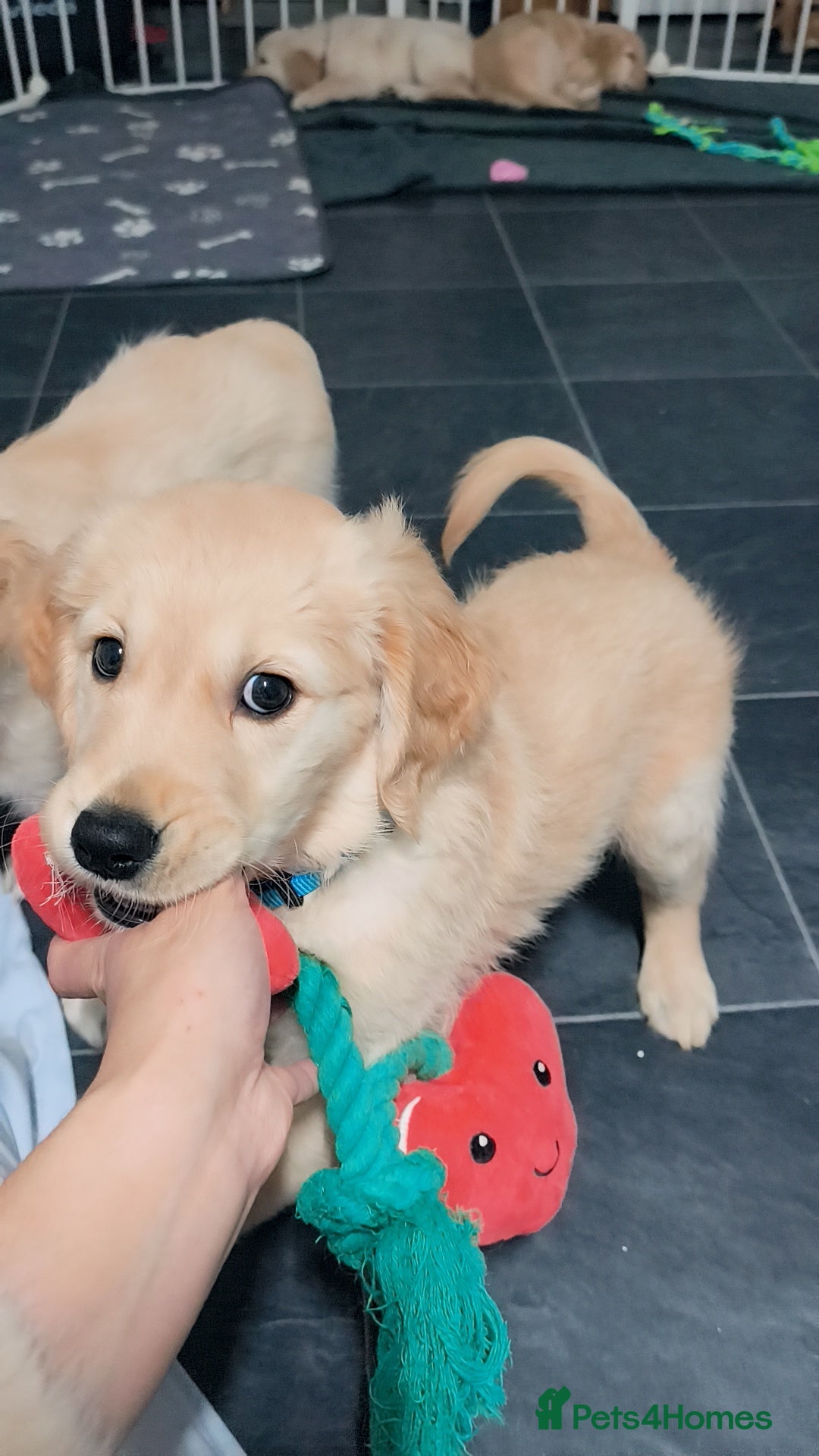 Golden Retriever dogs Gorgeous golden retriever puppies 🐕 - Advert 2