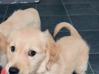 Golden Retriever dogs Gorgeous golden retriever puppies 🐕 - Advert 2