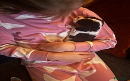 Cavalier King Charles Spaniel dogs for sale: KC REG Trio- Cavalier King Charles  - Image 8