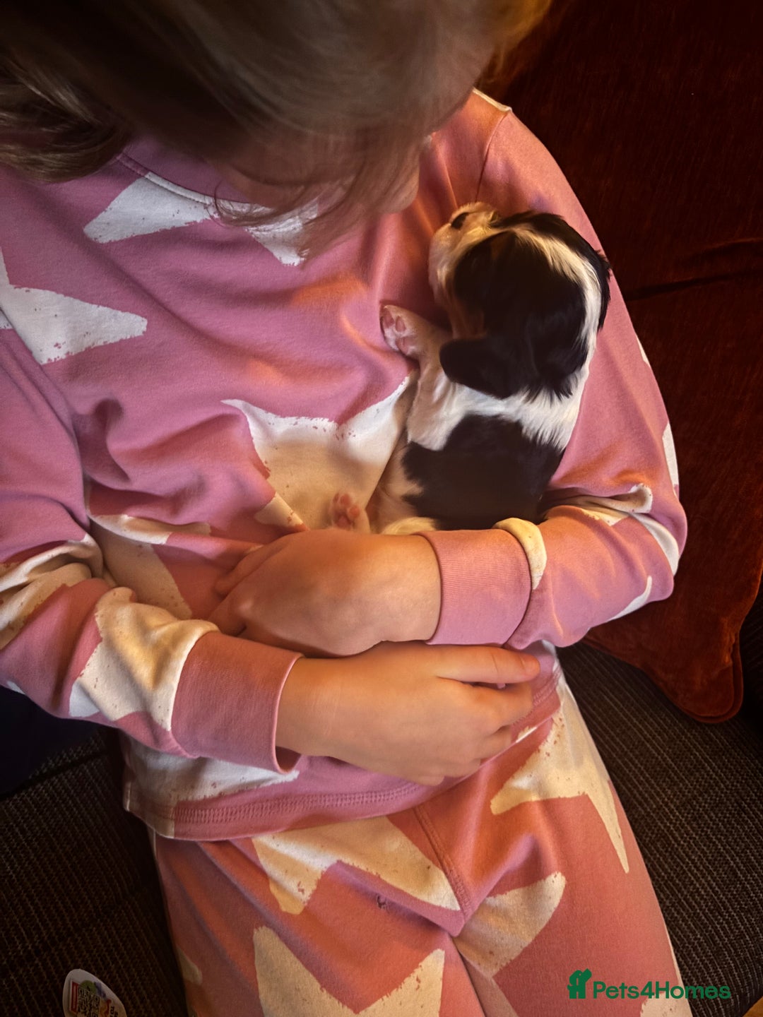 Cavalier King Charles Spaniel dogs for sale: KC REG Trio- Cavalier King Charles  - Image 8