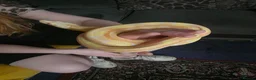 Boa Snake reptiles for sale: CB25 motley albino female boa constrictor  in Stourbridge - Advert 6