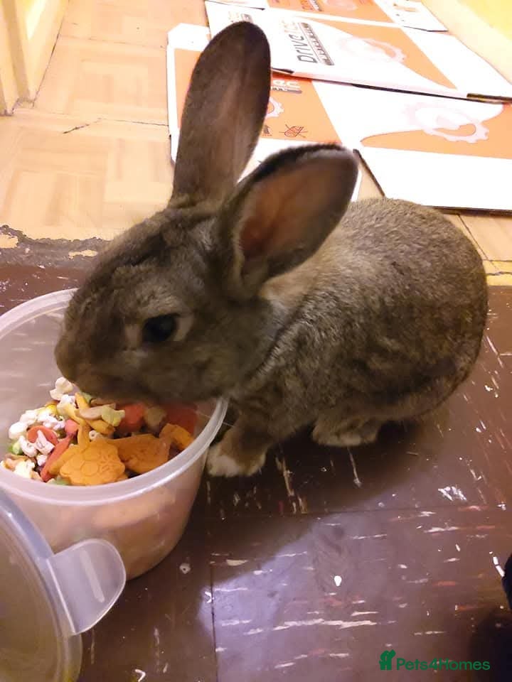 Dwarf Lop rabbits Stew  - Advert 6