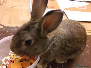 Dwarf Lop rabbits - Advert 31