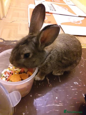 Dwarf Lop rabbits - Advert 1