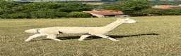 Alpaca livestock for sale: BAS registered male Alpaca for sale - Advert 2