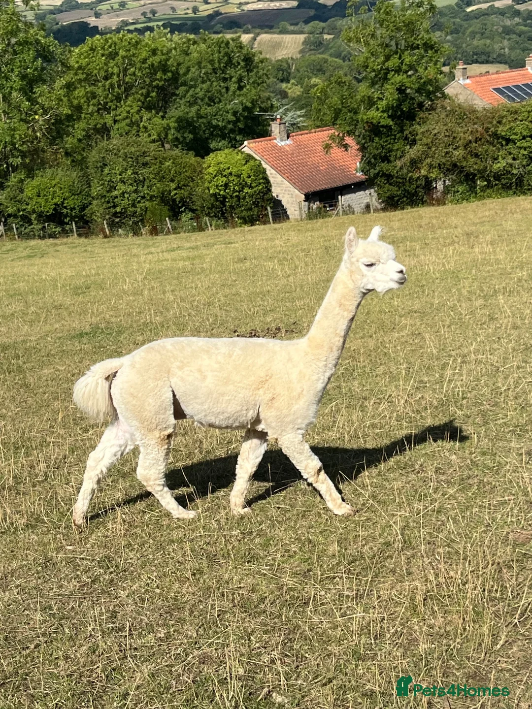 Alpaca livestock for sale: BAS registered male Alpaca for sale - Advert 2