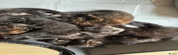 Mixed Breed cats for sale: Kittens For Sale - Advert 2