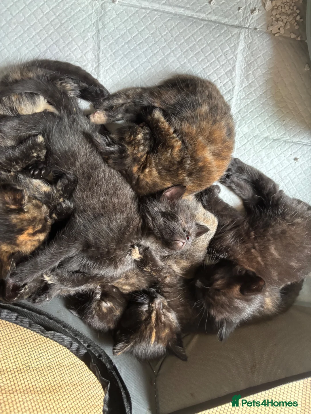 Mixed Breed cats for sale: Kittens For Sale - Advert 2