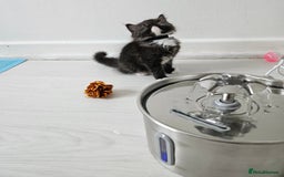 Ragdoll cats for sale: 3 Tica Boys Genetic test Certyficate HCM and PKD  - Image 40