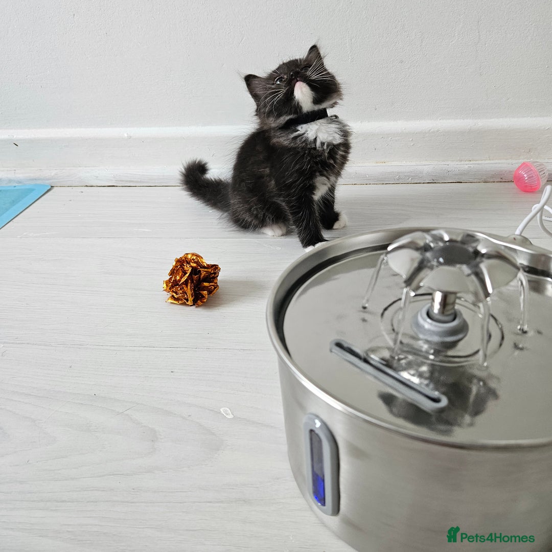 Ragdoll cats for sale: 3 Tica Boys Genetic test Certyficate HCM and PKD  - Image 40