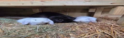 French Lop rabbits for sale: French lops 2 x doe's 2 x Bucks - Advert 5