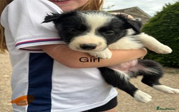 Border Collie dogs for sale: Border collie pups - Image 32