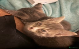 Mixed Breed cats for sale: Half ragdoll girl kittens ready now  - Image 24