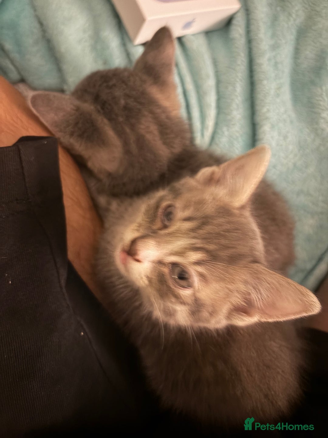 Mixed Breed cats for sale: Half ragdoll girl kittens ready now  - Image 24