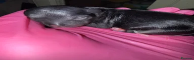 Chihuahua 1