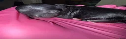 Chihuahua dogs for sale: Chihuahua puppies born wed 10th June  - Advert 3