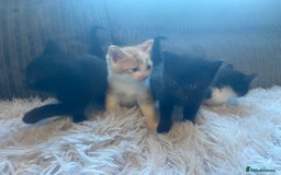 Mixed Breed cats for sale: 😻😻 2 beautiful black girls available 😻😻 - Image 4