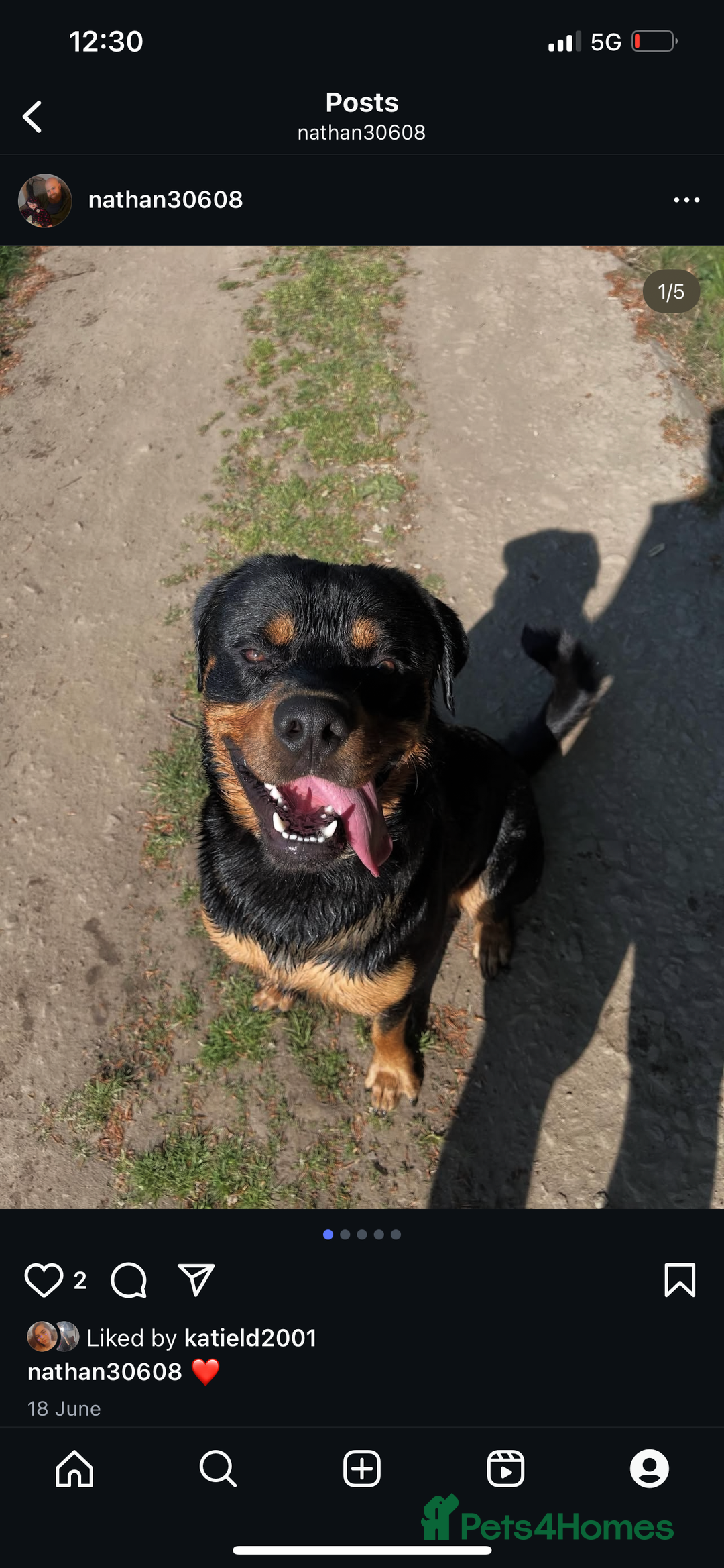 Rottweiler dogs for sale: 1 year old male  - Advert 4