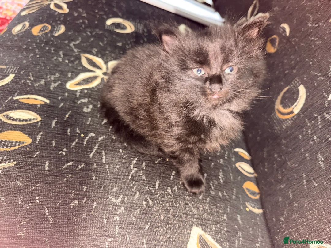 Maine Coon cats for sale: Mixed Breed & Maine Coon kittens up for sale! - Advert 6