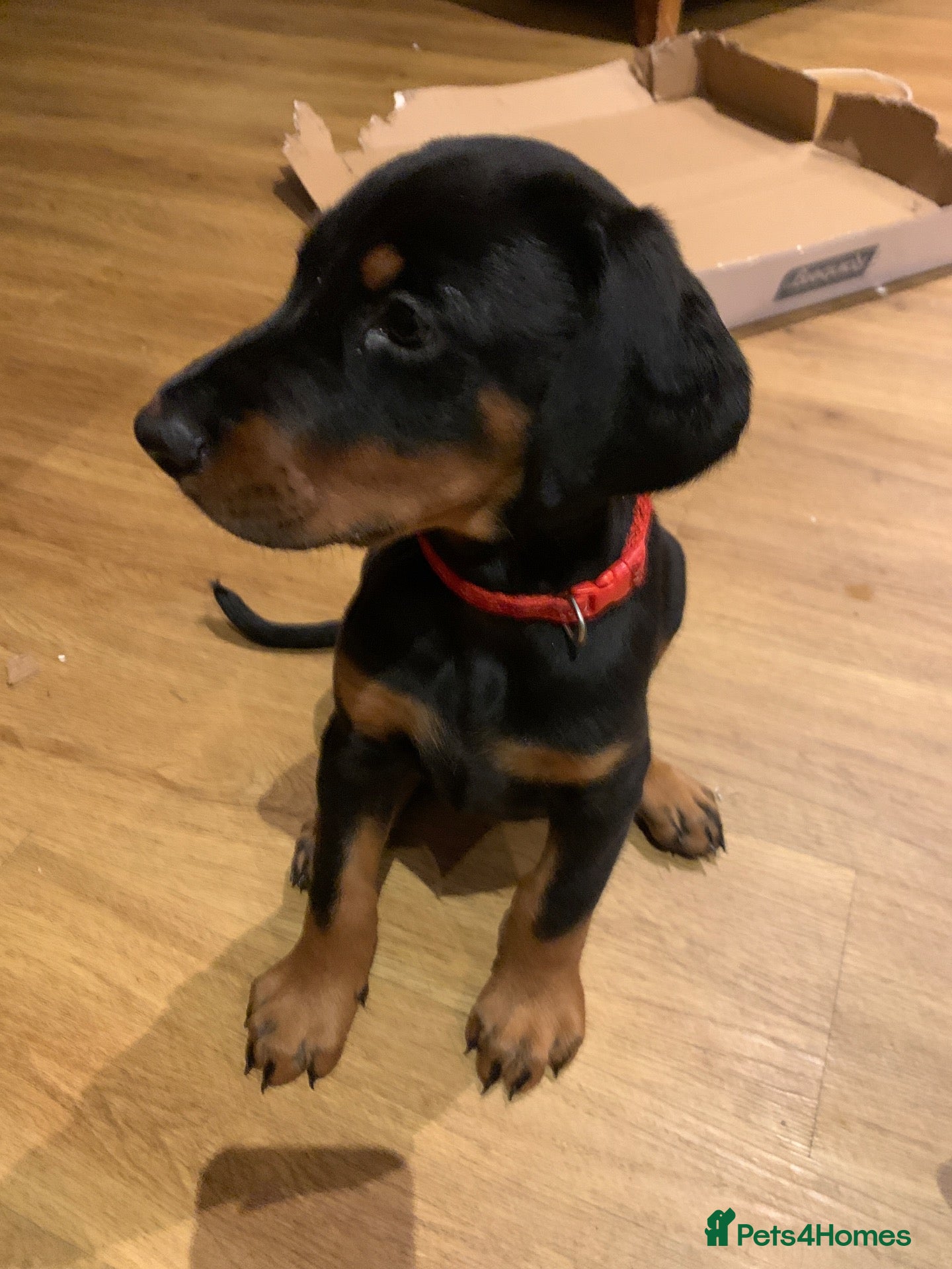 Dobermann dogs KC Registered big and strong Doberman puppies!! - Advert 2