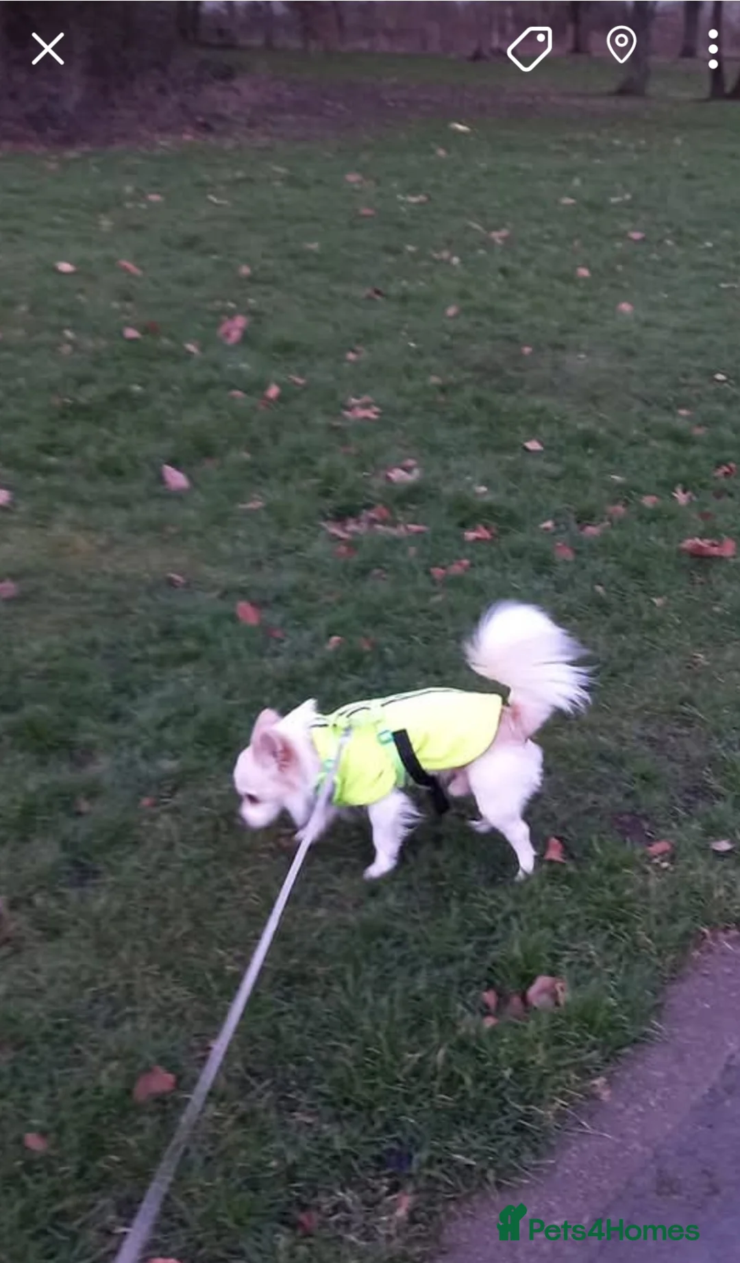 Pomchi dogs for sale: Pomchi puppies - Advert 21