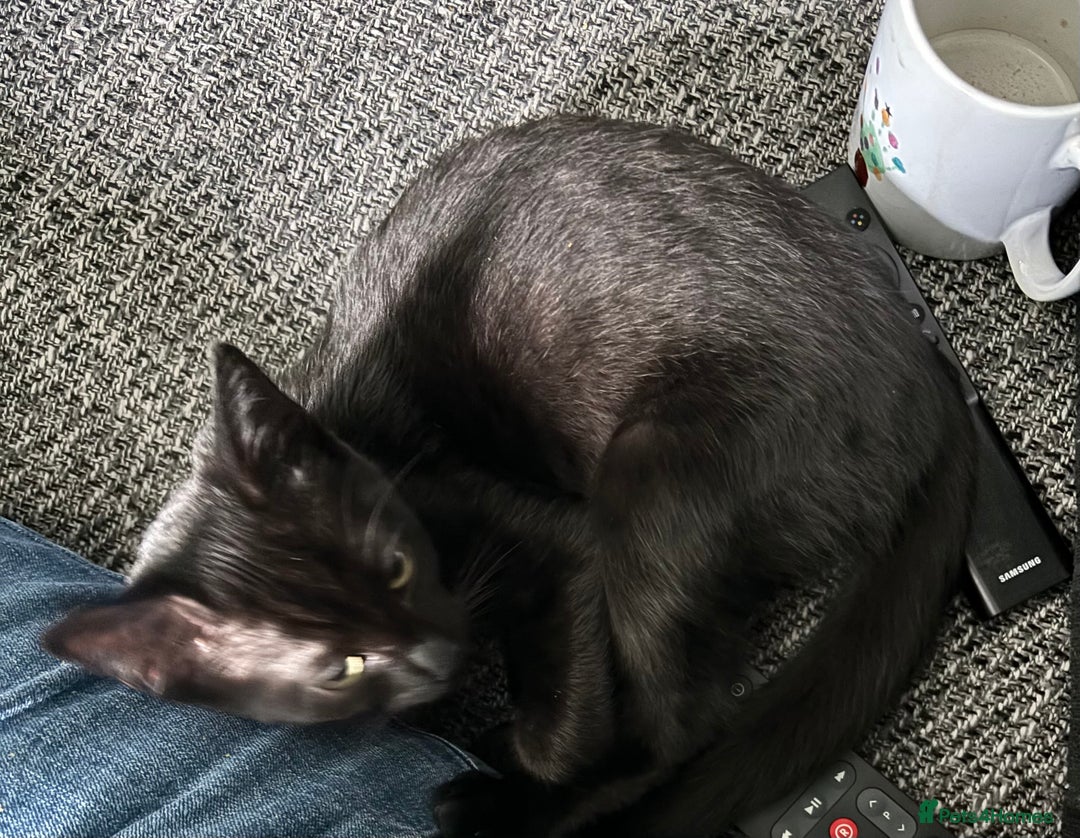 British Shorthair cats for sale: Black cat for sale  - Image 5